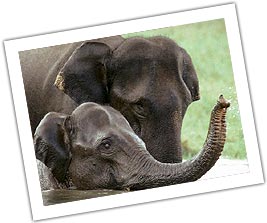 Elephant in Periyar National Park