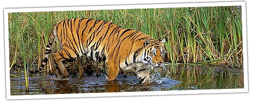 Tiger in India