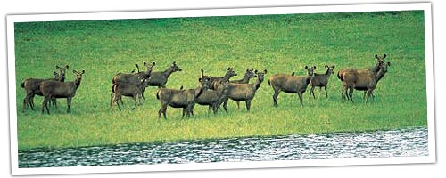 nagarhole Wildlife Sanctuary