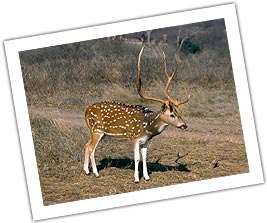 Spotted  Deer in Corbett