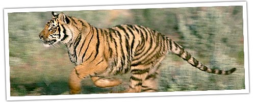 Indian Tiger