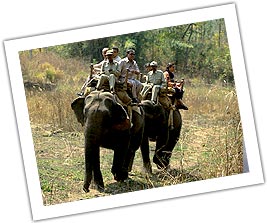 Wildlife Safari in India