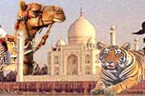 taj with tiger camel