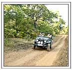 Jeep safari in Bandhavgarh