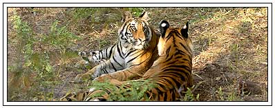 Tiger in Bandhavgarh National  Park