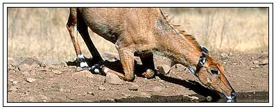 Nilgai in Gir National Park