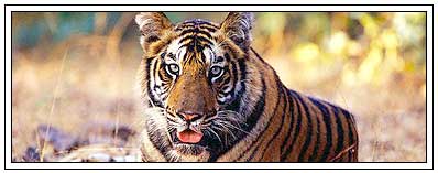 Indian Tiger