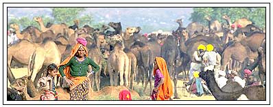 pushkar fair rajasthan