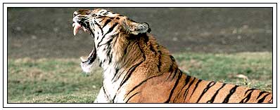 Tiger in Ranthambor National Park