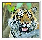 Ranthambor Tiger Rajasthan