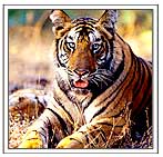 Tiger in Ranthambor National Park