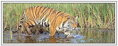 Indian Tiger