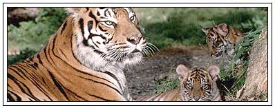 A Bengal Tigers Rests Beside Her Cub