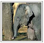 Indian Elephant with Mother